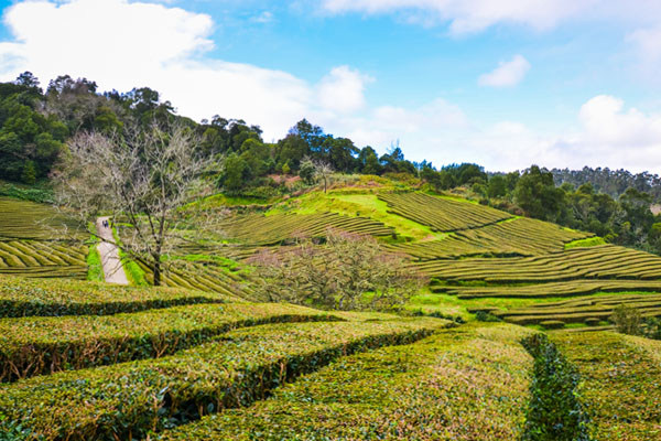 Azory plantacja herbaty