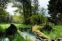 Bory Tucholskie